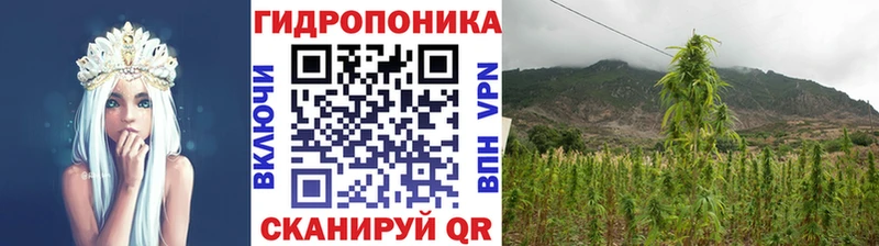 Конопля сатива  Грязовец 